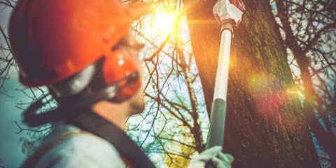 Rossco’s Tree Service & Contracting Ltd.