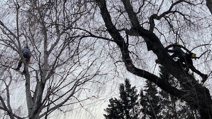 Tips Tree Service | Lethbridge & Area