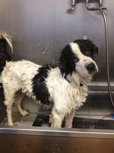 BlackPaws Pet Resort & RV Storage