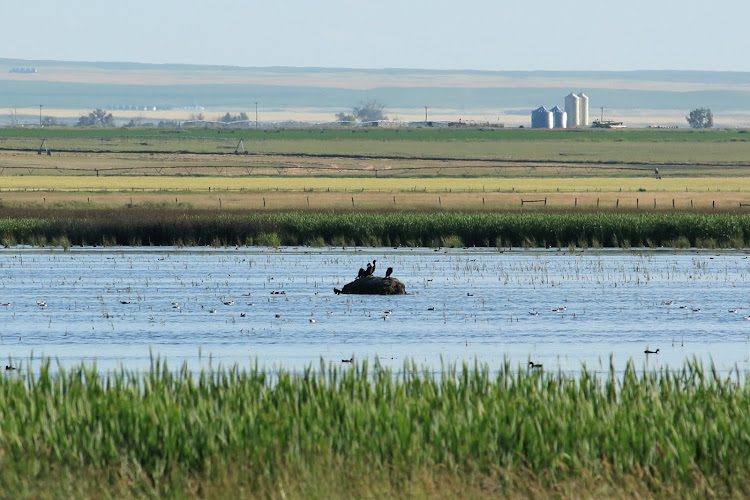 Michelson’s Marsh