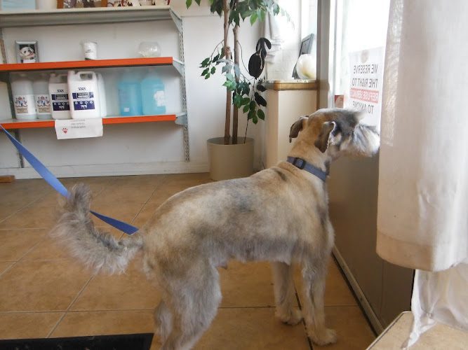 Bubbles Dog Grooming
