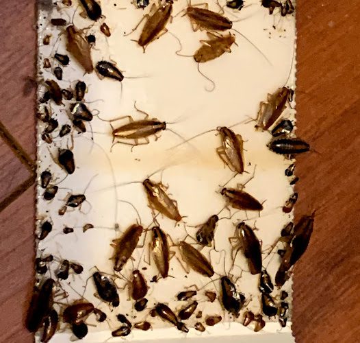 Lavellan Pest Solutions Inc.