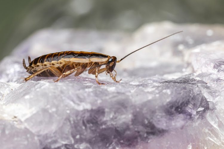 Trutech Pest Control (AB) INC