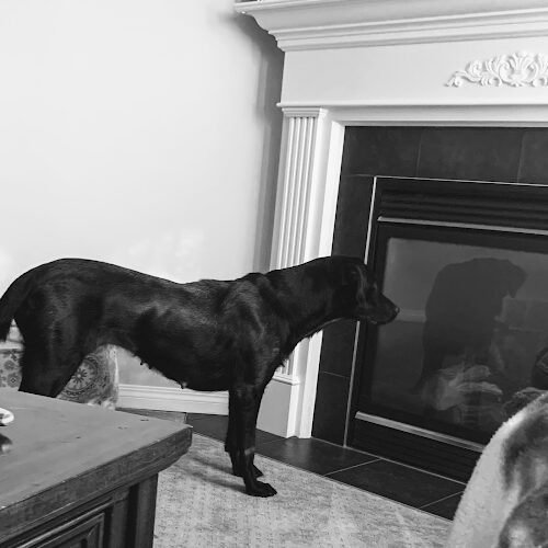 Club Mead Pet Resort