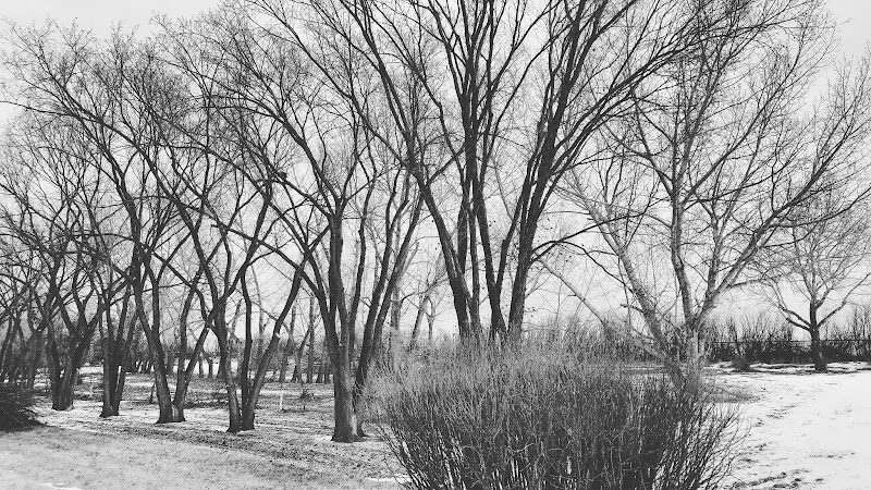 Timberline Arborists