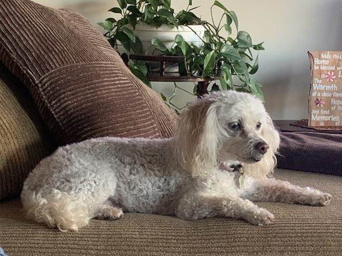 Hair Of The K9