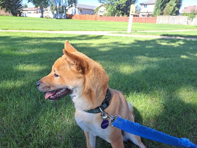Kimberely Vlasak Pet Sitting